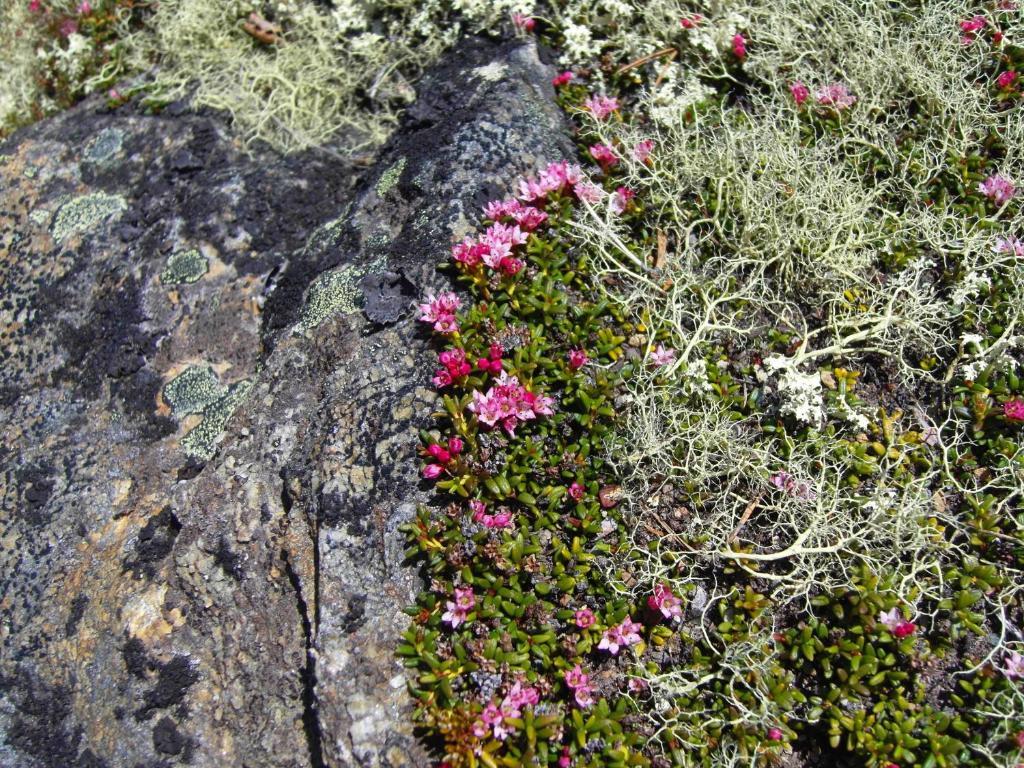 Lokken Fjellgard Villa Folldal Dış mekan fotoğraf